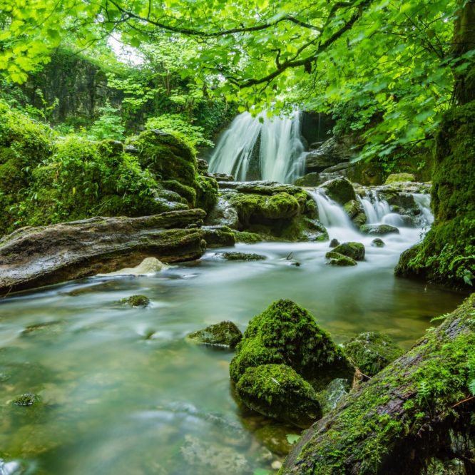 cascade creek environment fern